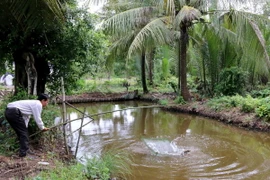 Mặc dù cá bống tượng đã đến kỳ thu hoạch nhưng người nuôi cá ở xã Tân Thành vẫn giữ lại để chờ giá cá tăng. (Ảnh: Kim Há/TTXVN)