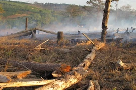 Ảnh chỉ có tính minh họa. (Ảnh: Quang Huy/TTXVN)