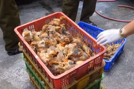 Ảnh chỉ có tính minh họa. (Ảnh: Việt Hùng/TTXVN)