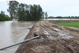 Gia cố đê bao để bảo vệ hàng trăm ha lúa khi lũ lên. (Ảnh: Văn Trí/TTXVN)