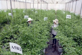 Khu Nông nghiệp công nghệ cao Thành phố Hồ Chí Minh. (Ảnh: Mạnh Linh/TTXVN)