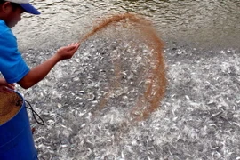 Hiến kế tháo gỡ khó khăn cho cá tra tại An Giang