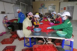 Công nhân đang phân loại ớt-Công ty Dace (Ảnh CTV/Vietnam+)