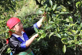 Tà Xùa nổi tiếng là xứ sở của những cây chè shan tuyết cổ thụ. (Ảnh: Hạnh Nguyễn/Vietnam+)