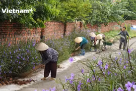 Quảng Ninh có 91/122 xã hoàn thành xây dựng nông thôn mới và phấn đấu hoàn thành 100 xã về đích vào năm 2022. (Ảnh: Vietnam+)
