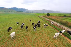 Dự án trang trại Lao-Jagro dự kiến đón đàn bò sữa đầu tiên vào tháng 7.
