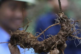 Củ cây sâm Ngọc Linh là loại dược liệu quý ở Việt Nam cũng như trên thế giới. (Ảnh: Dương Giang/TTXVN)