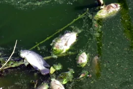 Cá chết nổi trôi dạt ven bờ. (Ảnh: Thế Lập/TTXVN)