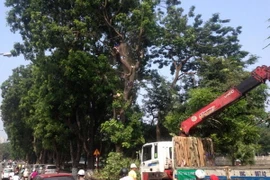 Đơn vị thi công thực hiện di dời cây xanh trên đường Kim Mã. (Nguồn: hanoi.gov)