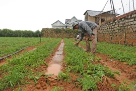 Vườn hành lá của gia đình ông Lê Văn Dũng, đường Võ Trường Toản, phường 8, thành phố Đà Lạt, tỉnh Lâm Đồng bị dập nát sau trận mưa đá chiều 27/4 vừa qua. (Ảnh: Nguyễn Dũng/TTXVN)