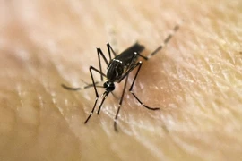 Muỗi Aedes Aegypti, vật trung gian lây truyền virus Zika. (Ảnh: AFP/TTXVN)