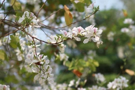 Sắc trắng và phớt tím xen lẫn của loài hoa này tạo nên vẻ đẹp nhẹ nhàng, giản dị. (Ảnh: Lê Hữu Quyết/TTXVN)