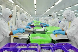 Dây chuyền chế biến sản phẩm tôm xuất khẩu tại nhà máy. (Ảnh: An Hiếu/TTXVN)