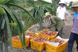 Thu hoạch thanh long tại trang trại của Công ty Cát Tường ở xã Thạnh Tân, huyện Tân Phước. (Ảnh: Minh Trí/TTXVN)