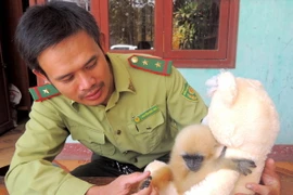 Cán bộ Hạt kiểm lâm huyện Ba Tơ chăm sóc vượn con. (Ảnh: Vĩnh Trọng/TTXVN)