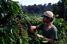 Nông dân thu hoạch càphê. (Ảnh: Hưng Thịnh/TTXVN)