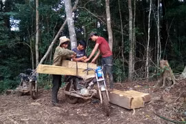 Lâm tặc công khai bốc xếp, vận chuyển gỗ lậu trên địa bàn xã Đăk Nhoong. (Ảnh: Cao Nguyên/TTXVN)