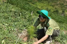(Ảnh minh họa: Dương Giang/TTXVN)