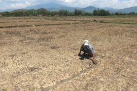 Cánh đồng bị bỏ hoang do không có nước tưới. (Ảnh: Nguyên Lý/TTXVN)