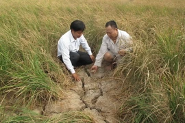 Cán bộ huyện và người dân ấp Vườn Tre, xã Khánh Lộc, huyện Trần Văn Thời, tỉnh Cà Mau trên mảnh ruộng bị chết khô vì hạn, mặn. (Ảnh: Tràng Dương/TTXVN)