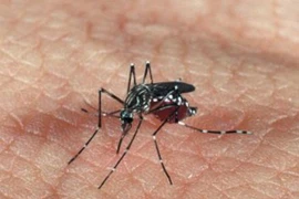 Muỗi Aedes aegypti. (Ảnh: Genetic Literacy Project/TTXVN)
