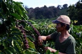 Nông dân thu hoạch càphê. (Ảnh: Hưng Thịnh/TTXVN)
