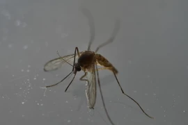 Muỗi - vật trung gian lây truyền virus Zika. (Ảnh: AFP/TTXVN)