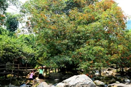 Du khách đến suối nước Moọc trong Di sản Thiên nhiên Thế giới Phong Nha-Kẻ Bàng, tỉnh Quảng Bình để chiêm ngưỡng vẻ hoang sơ của núi rừng, của hoa vàng anh. (Ảnh: Mạnh Thành/TTXVN)