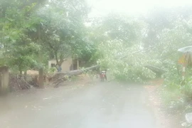 Gió lốc mạnh trong cơn dông cũng khiến nhiều cây xanh bị quật đổ. (Ảnh: TTXVN phát)