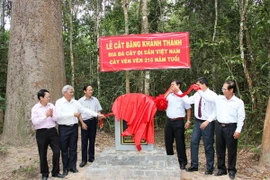 Khánh thành bia công nhận Cây Vên Vên 215 năm tuổi là cây Di sản Việt Nam. (Ảnh: Lê Đức Hoảnh/TTXVN)