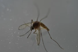 Muỗi - vật trung gian lây truyền virus Zika. (Ảnh: AFP/TTXVN)