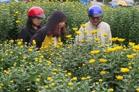 Người dân chọn mua hoa. (Ảnh: Quốc Việt/TTXVN)
