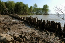 (Ảnh minh họa: An Hiếu/TTXVN)