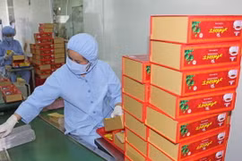 Dây chuyền sản xuất đông dược đông dược quy mô lớn đầu tiên tại khu vực Tây Nguyên. (Ảnh: Hoàng Kha/TTXVN)