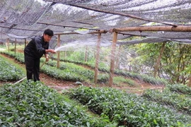 Bắc Kạn là thị trường nông, lâm nghiệp tiềm năng với DN Nhật Bản