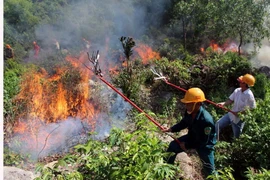 (Ảnh minh họa: Đỗ Trưởng/TTXVN)