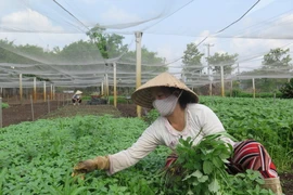 (Ảnh minh họa: Hồng Nhung/TTXVN)