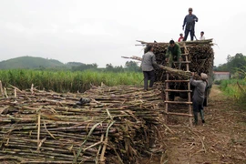 Bà con nông dân thu hoạch vụ mía. (Ảnh: Quang Đán/TTXVN)