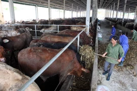 Một góc trang trại chăn nuôi bò của Công ty thuộc Dự án chăn nuôi bò thịt chất lượng cao ở Nình Bình. (Ảnh: Đình Huệ/TTXVN)