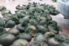 Hưng Yên: Bắt giữ một xe ôtô vận chuyển hơn 300kg tê tê