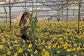 Cắt hoa cúc cung ứng ra thị trường. (Ảnh: Nguyễn Dũng/TTXVN)