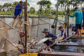 Nông dân thu hoạch cá tra. (Ảnh: Thanh Liêm/TTXVN)
