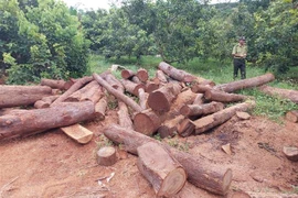 Lực lượng chức năng tiến hành lập biên bản tạm giữ số lâm sản được cất giấu tại vườn rẫy nhà dân ở thôn Ia Chía, xã Ia Nan, huyện Đức Cơ, Gia Lai. (Ảnh: TTXVN phát)