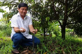 7ha đất trồng sầu riêng của anh Nguyễn Văn Bé Ba đều được đầu tư hệ thống tưới tự đồng, giúp tiết kiệm nhân công, thời gian, chi phí. (Ảnh: Thu Hiền/TTXVN)