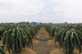 Vườn thanh long 6.000m2 ứng dụng công nghệ cao mang lại lợi nhuận hàng tỷ đồng mỗi năm. (Ảnh: Minh Hưng/TTXVN)