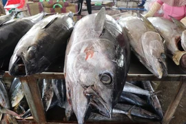 Cá ngừ đại dương được đặt trên bàn sơ chế kiểm tra chất lượng thịt trước khi bán cho thương lái. (Ảnh: Phạm Cường/TTXVN)