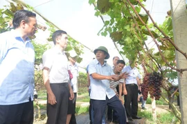 Các đại biểu tham quan mô hình trồng nho hạ đen không hạt của Công ty Cổ phần Thương mại Duy Khánh tại xã Chiềng Ngần, thành phố Sơn La. (Ảnh: Quang Quyết/TTXVN)