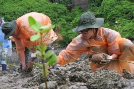 Thừa Thiên-Huế trồng rừng ngập mặn thích ứng biến đổi khí hậu