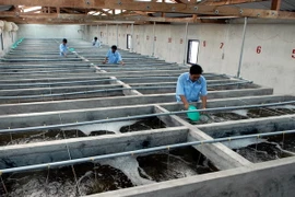 Đoàn công tác Chính phủ Australia làm việc với Ban Kinh tế TW