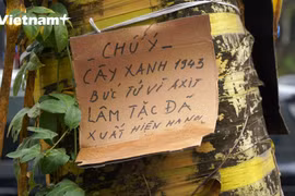 Nghi vấn cây xanh hơn 80 năm tuổi bị đầu độc ngay giữa lòng Thủ Đô. (Ảnh: Hoàng Đạt/Vietnam+)
